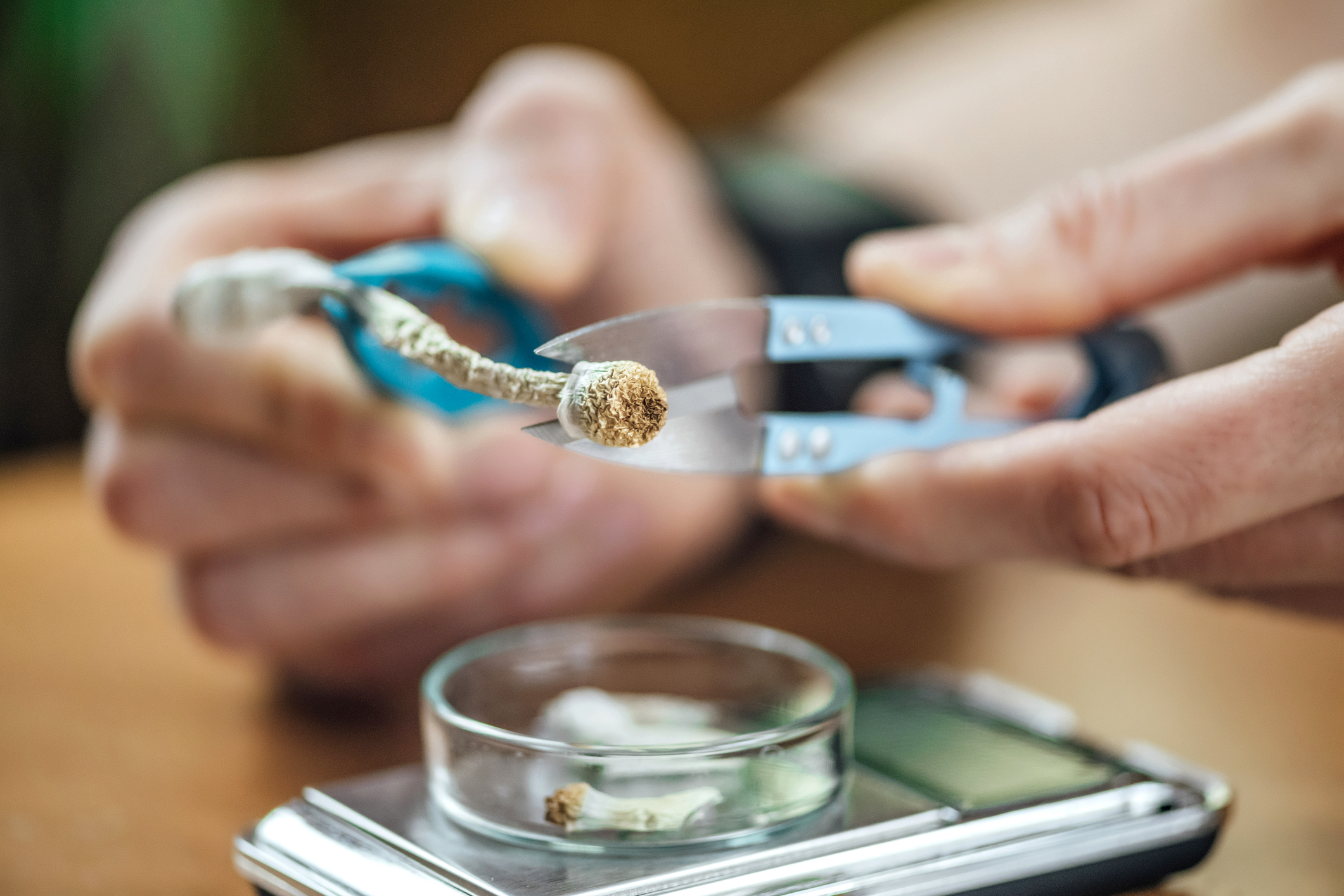 Magic mushroom experiences among people with bipolar disorder VCH